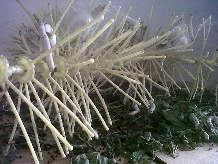 Fortalecimiento de la Agrocadena de la Seda (CORSEDA)